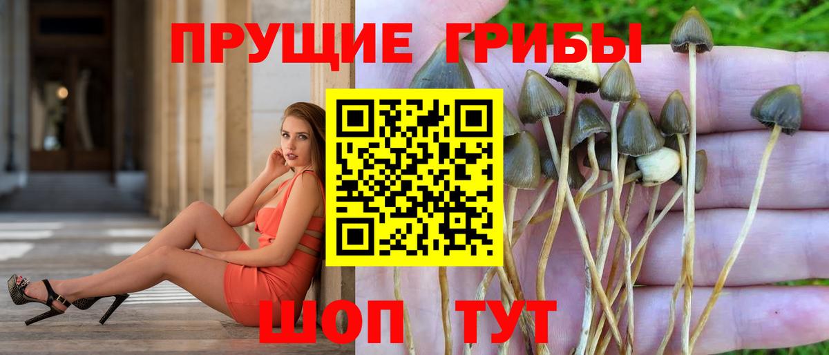 Заинск  Галлюциногенные грибы MAGIC MUSHROOMS  Вход с VPN 